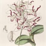 Purple and white Dendrobium taurinum orchid flower on green stem.