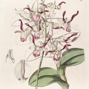 Purple and white Dendrobium taurinum orchid flower on green stem.