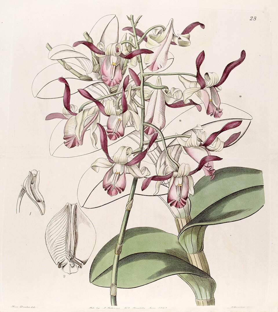 Purple and white Dendrobium taurinum orchid flower on green stem.