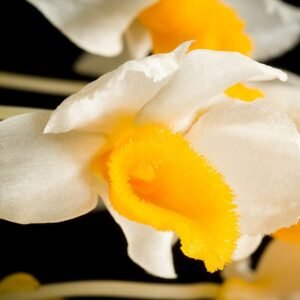Witte Dendrobium thyrsiflorum orchidee bloem op groene stengel in Thailand.