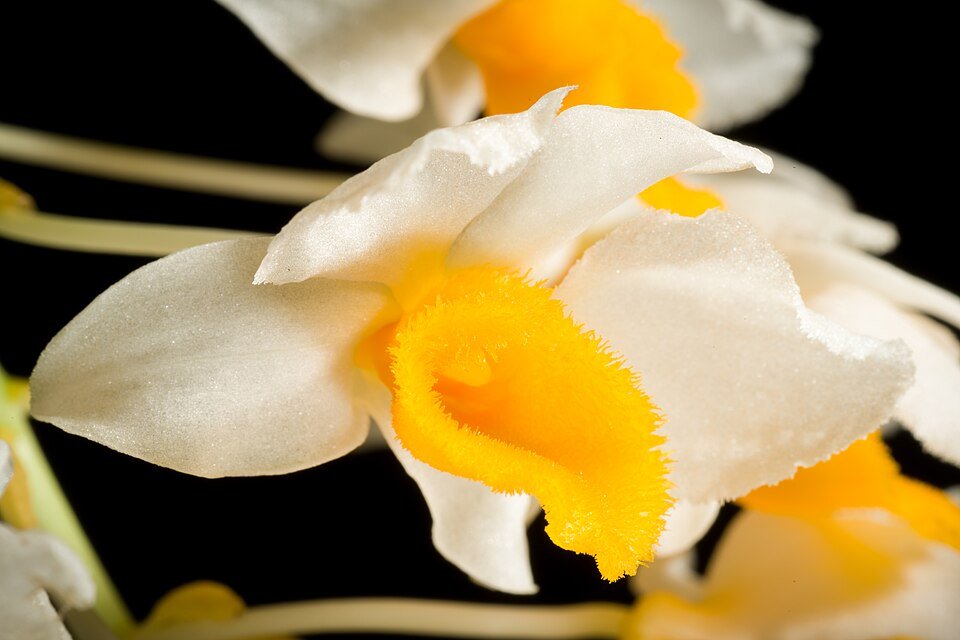 Witte Dendrobium thyrsiflorum orchidee bloem op groene stengel in Thailand.