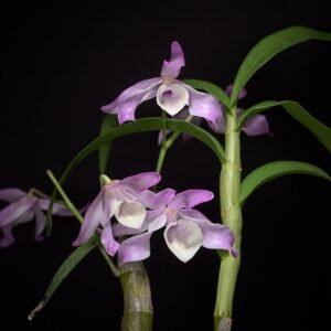 Dendrobium tortile orchidee met roze bloemen en groene bladeren tegen neutrale achtergrond.