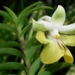 Purple Dendrobium uniflorum orchid flower with single bloom on green stem.