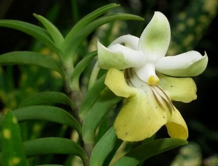 Purple Dendrobium uniflorum orchid flower with single bloom on green stem.