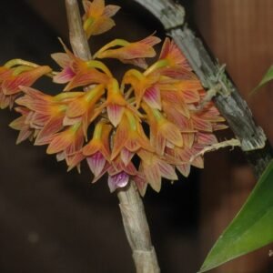 Dendrobium usitae orchidee in bloei met levendige paarse en witte bloemblaadjes.