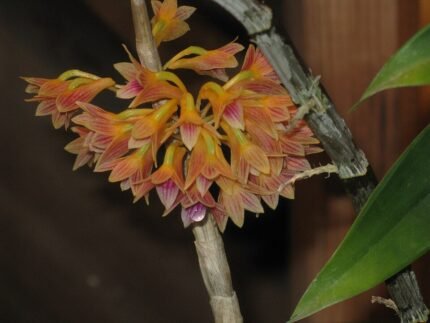 Dendrobium usitae orchidee in bloei met levendige paarse en witte bloemblaadjes.