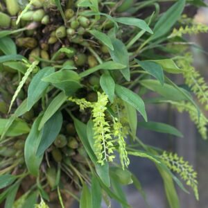 Bloeiende Dendrochilum formosanum orchidee met groene bladeren op achtergrond.
