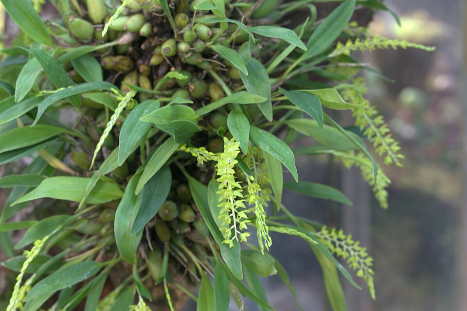Bloeiende Dendrochilum formosanum orchidee met groene bladeren op achtergrond.