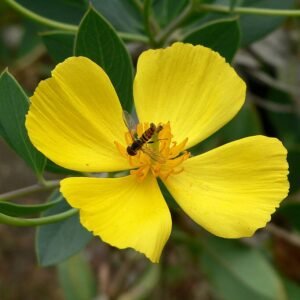 Bright yellow Dendromecon harfordii flowers with dark green leaves.