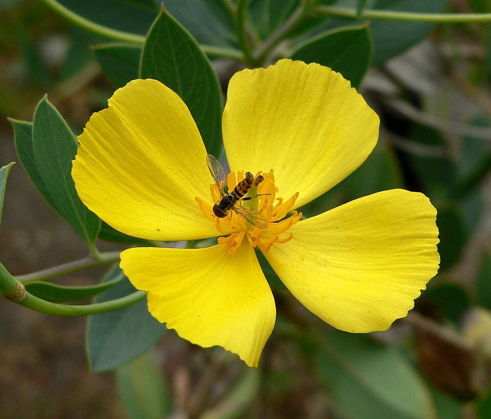 Bright yellow Dendromecon harfordii flowers with dark green leaves.