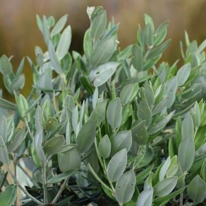 Dichte gebladerte van Metrosideros excelsa (Pohutukawa) op kleigrond.