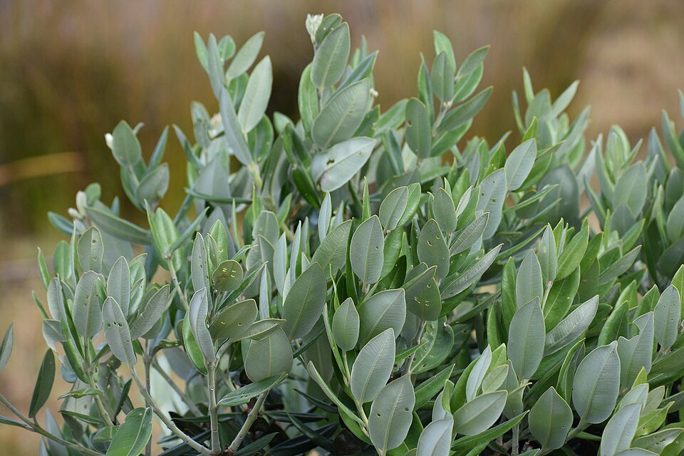 Dichte gebladerte van Metrosideros excelsa (Pohutukawa) op kleigrond.