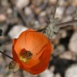 Bloeiende oranje Sphaeralcea ambigua woestijnplant met grijsgroen blad.