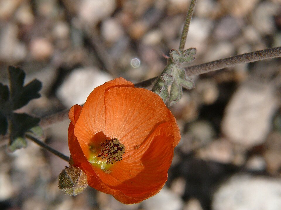 Bloeiende oranje Sphaeralcea ambigua woestijnplant met grijsgroen blad.