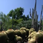 Huntington Desert Garden met cactussen en vetplanten in zandachtige omgeving.