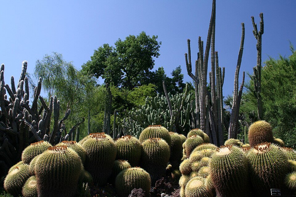 Huntington Desert Garden met cactussen en vetplanten in zandachtige omgeving.