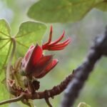 Bloeiende Chiranthodendron boom van onderaf gezien.