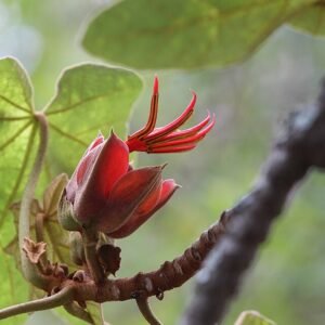 Bloeiende Chiranthodendron boom van onderaf gezien.