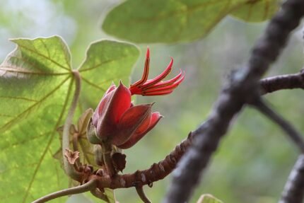 Bloeiende Chiranthodendron boom van onderaf gezien.