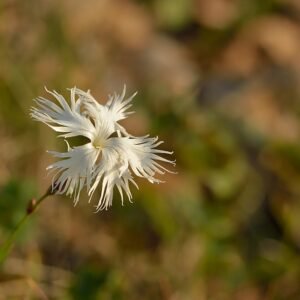 Dianthus arenarius bloemen in zachte roze en witte tinten.