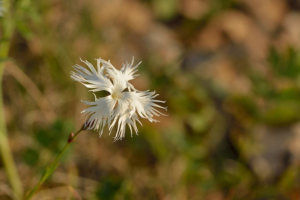 Dianthus arenarius bloemen in zachte roze en witte tinten.