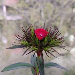 Roze Duizendschoon bloemen in volle bloei.