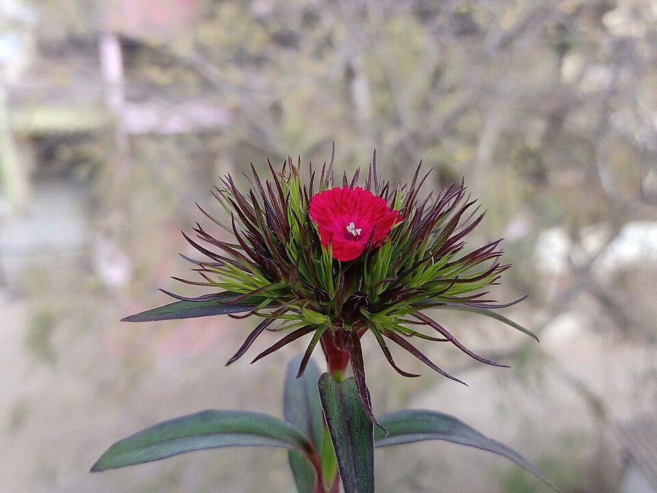 Roze Duizendschoon bloemen in volle bloei.