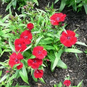 Chinese anjer bloemen in verschillende tinten roze en wit, met groene bladeren.