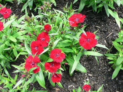Chinese anjer bloemen in verschillende tinten roze en wit, met groene bladeren.