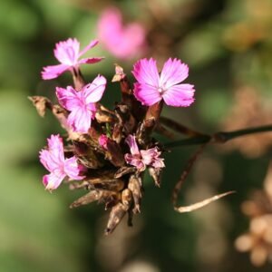 Pink Dianthus giganteus flowers blooming in garden.