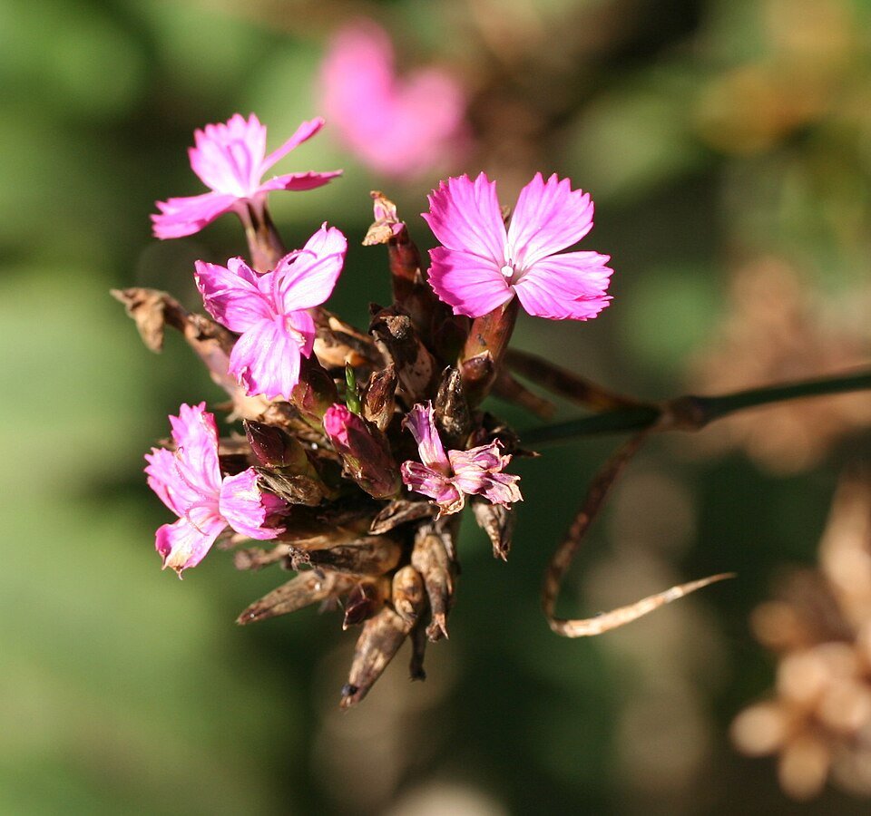 Pink Dianthus giganteus flowers blooming in garden.