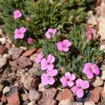 Dianthus myrtinervius bloem met helder roze bloemblaadjes en smalle groene bladeren.