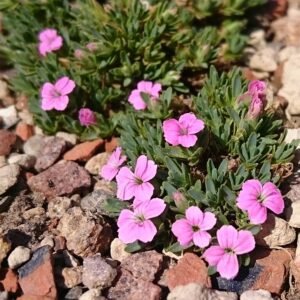 Dianthus myrtinervius bloem met helder roze bloemblaadjes en smalle groene bladeren.