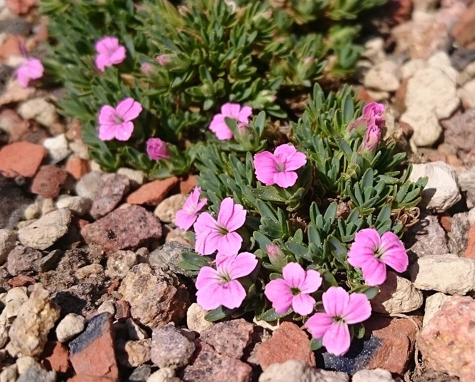 Dianthus myrtinervius bloem met helder roze bloemblaadjes en smalle groene bladeren.