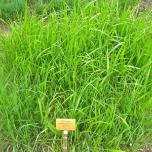 Diarrhena americana plant met slanke groene bladeren en delicate witte bloemen.