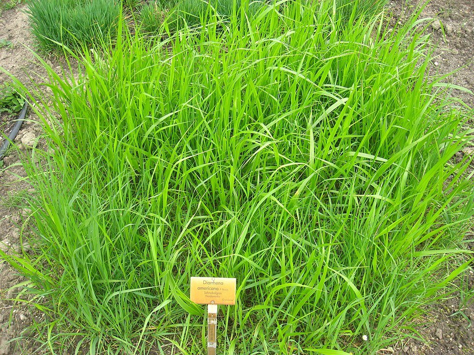 Diarrhena americana plant met slanke groene bladeren en delicate witte bloemen.