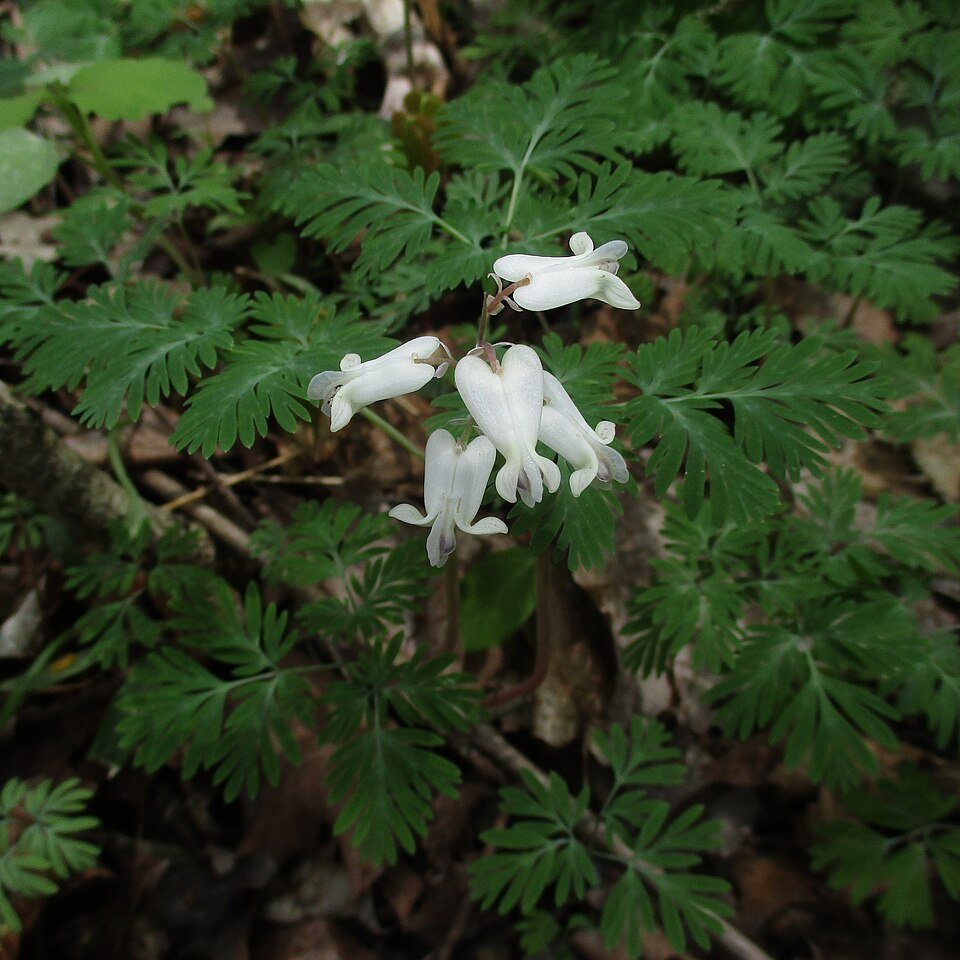 Bloeiende witte Dicentra canadensis in bosachtige omgeving.