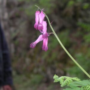 Pink Dicentra eximia plant with heart-shaped flowers on green leaves.