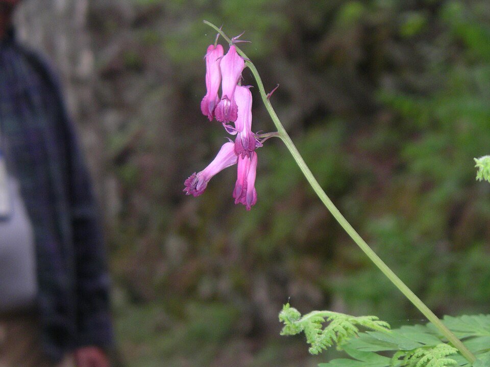 Pink Dicentra eximia plant with heart-shaped flowers on green leaves.
