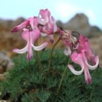 Dicentra peregrina bloemen in bloei met groene bladeren.