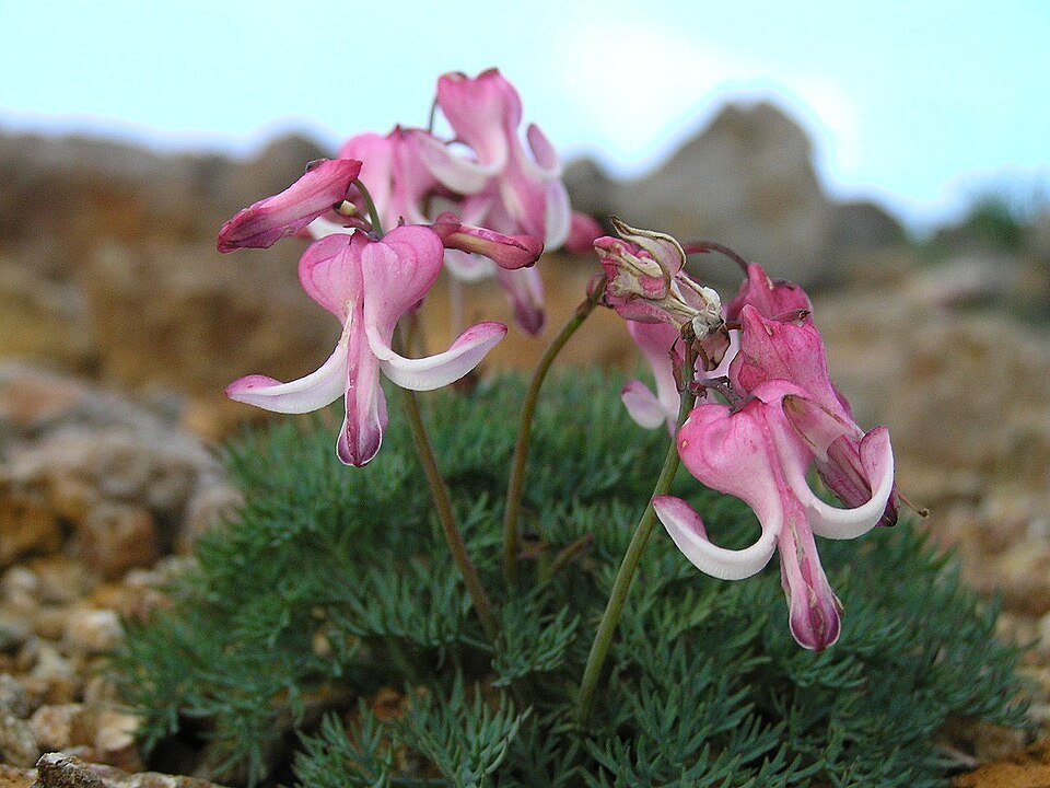 Dicentra peregrina bloemen in bloei met groene bladeren.