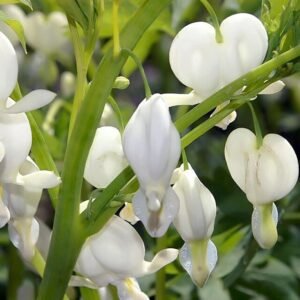 Witte bloemen van de Dicentra spectabilis ‘Alba’ plant.