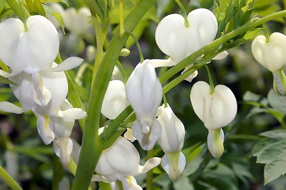 Witte bloemen van de Dicentra spectabilis ‘Alba’ plant.