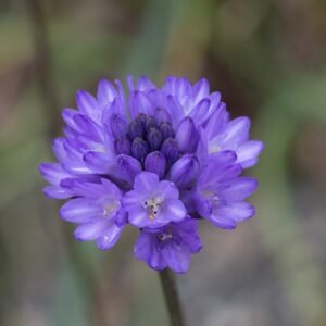 Purple Dichelostemma congestum plant with elongated flower clusters and green leaves in garden.