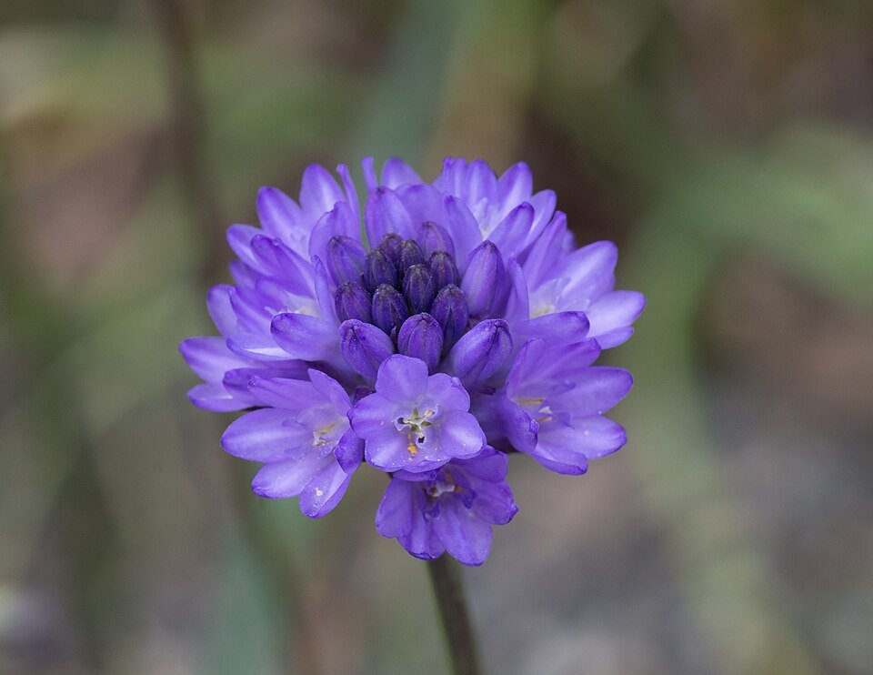 Purple Dichelostemma congestum plant with elongated flower clusters and green leaves in garden.