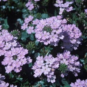 Zilverkleurige Dichondra hangplant met ronde bladeren en zachte textuur.