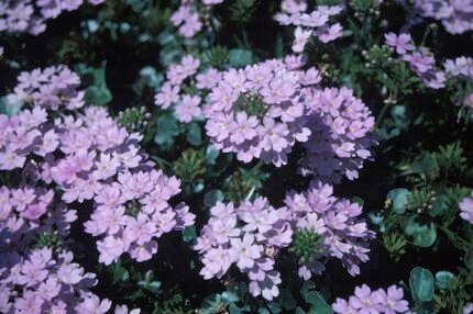 Zilverkleurige Dichondra hangplant met ronde bladeren en zachte textuur.