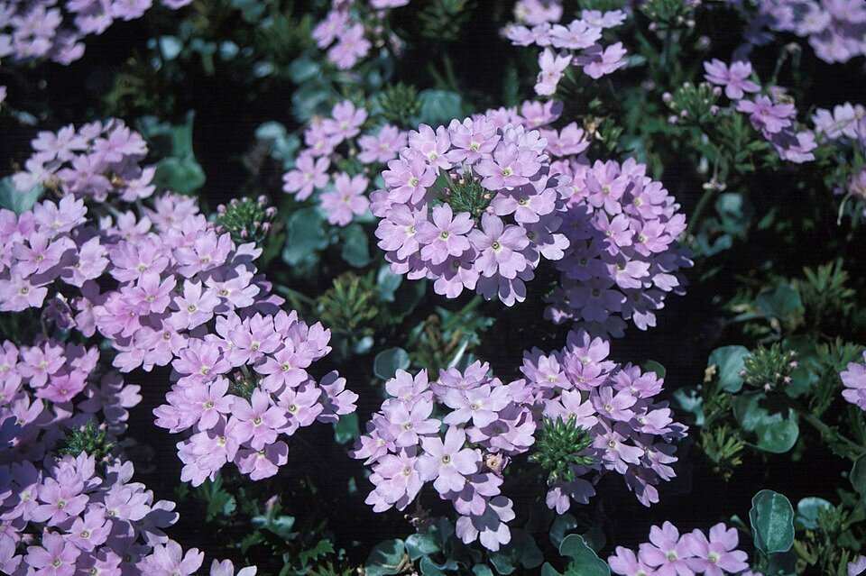 Zilverkleurige Dichondra hangplant met ronde bladeren en zachte textuur.