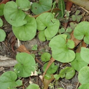 Dichondra carolinensis plant met ronde groene bladeren tegen witte achtergrond.