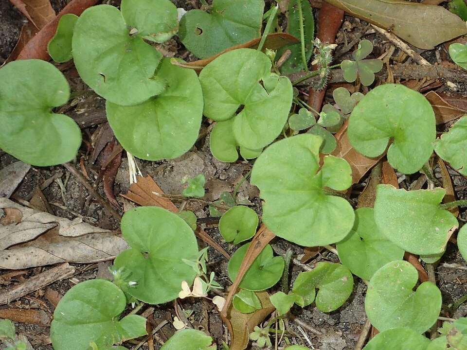 Dichondra carolinensis plant met ronde groene bladeren tegen witte achtergrond.